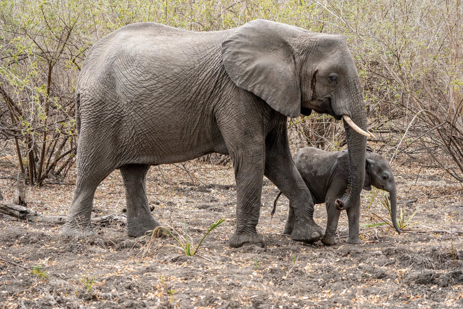 An elephant and her calf walking together through the bush. Photo by Ahmed Rawahy.