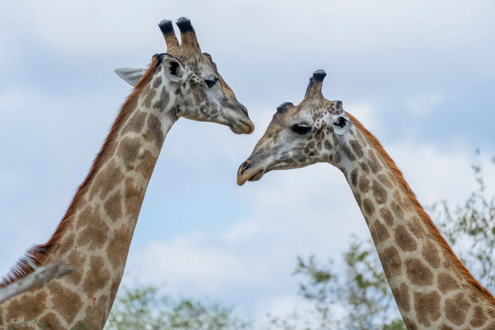 Two Masai giraffes facing one another during our game drive. Photo by Ahmed Rawahy.