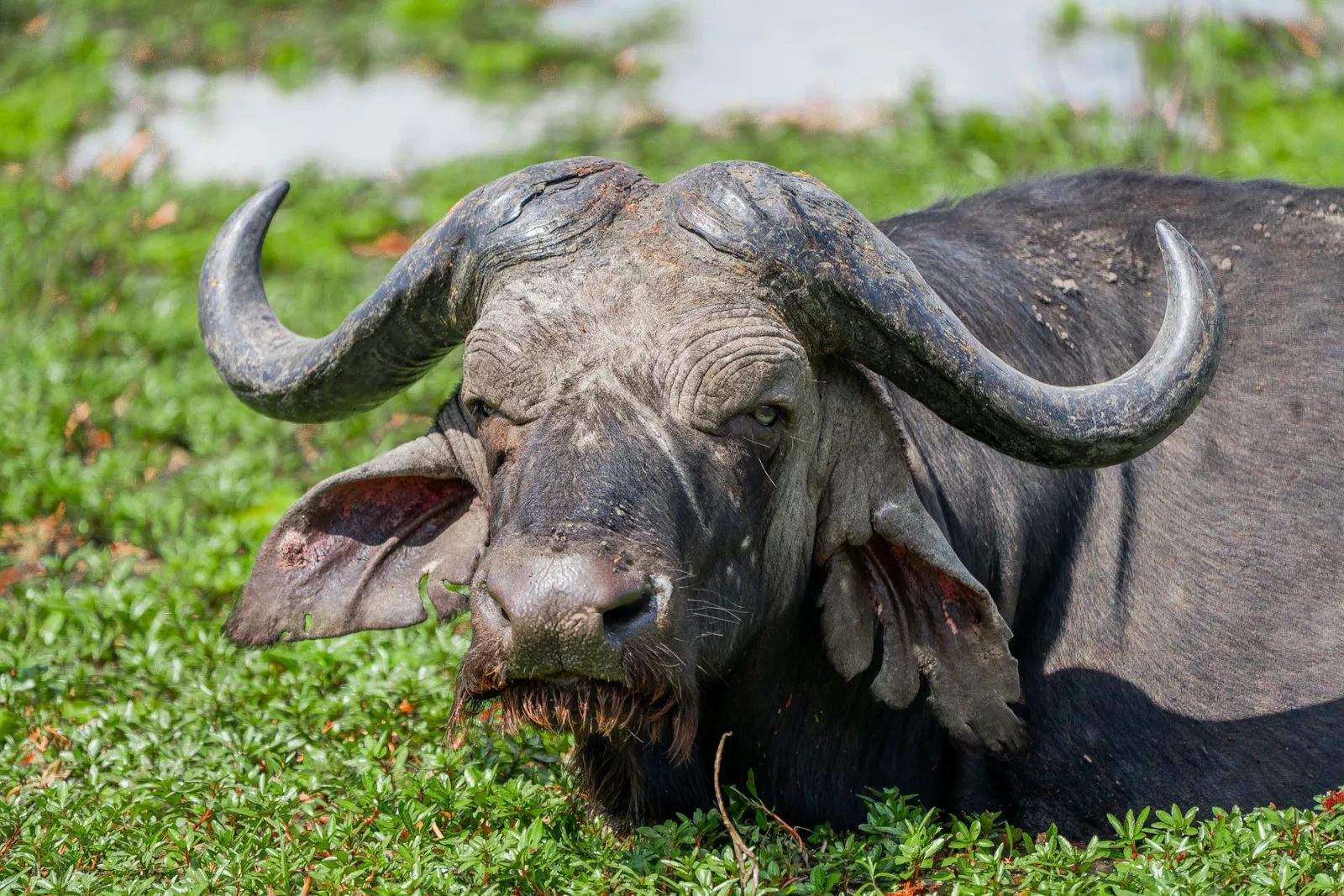 An African buffalo resting in the grass looks right at our vehicle. Photo by Ahmed Rawahy.