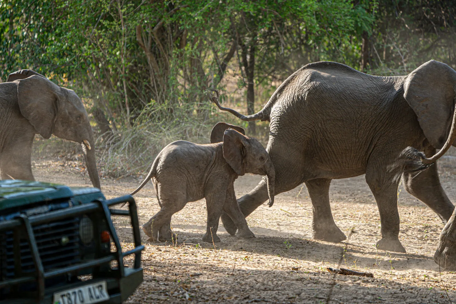 Elephants move past the safari vehicles, with a calf sticking close to the adults. Photo by Ahmed Rawahy.