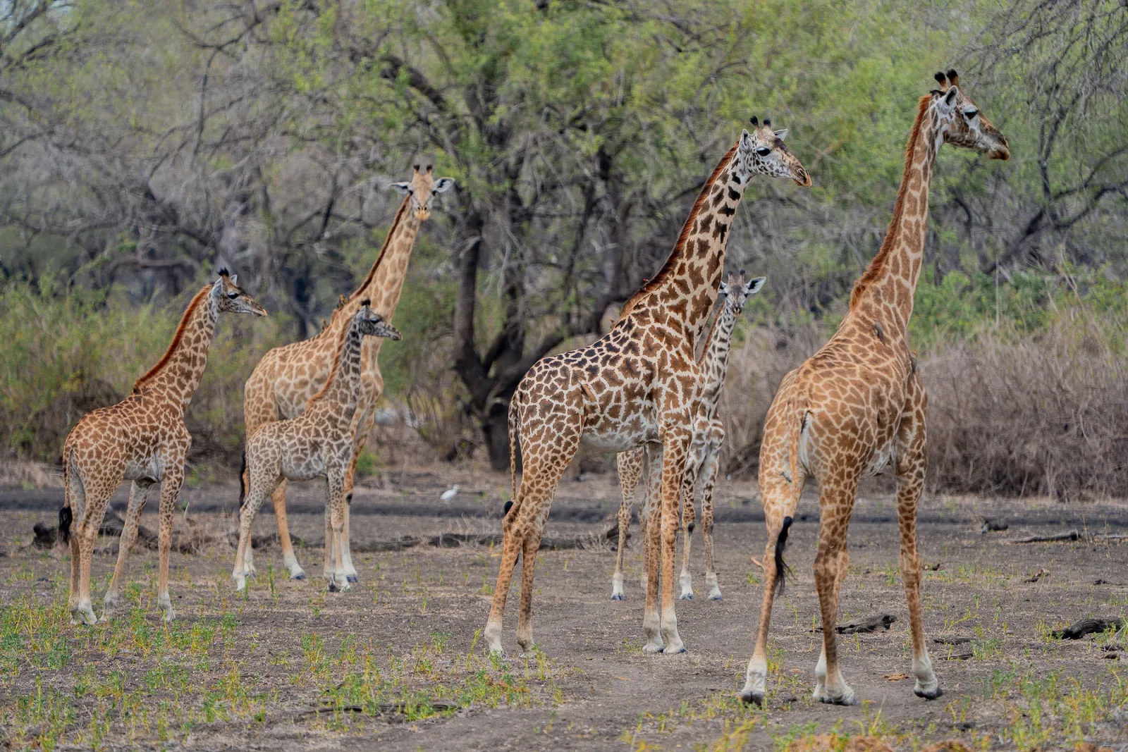 A group of giraffes, young ones included, in the wooded savanna. Photo by Ahmed Rawahy.