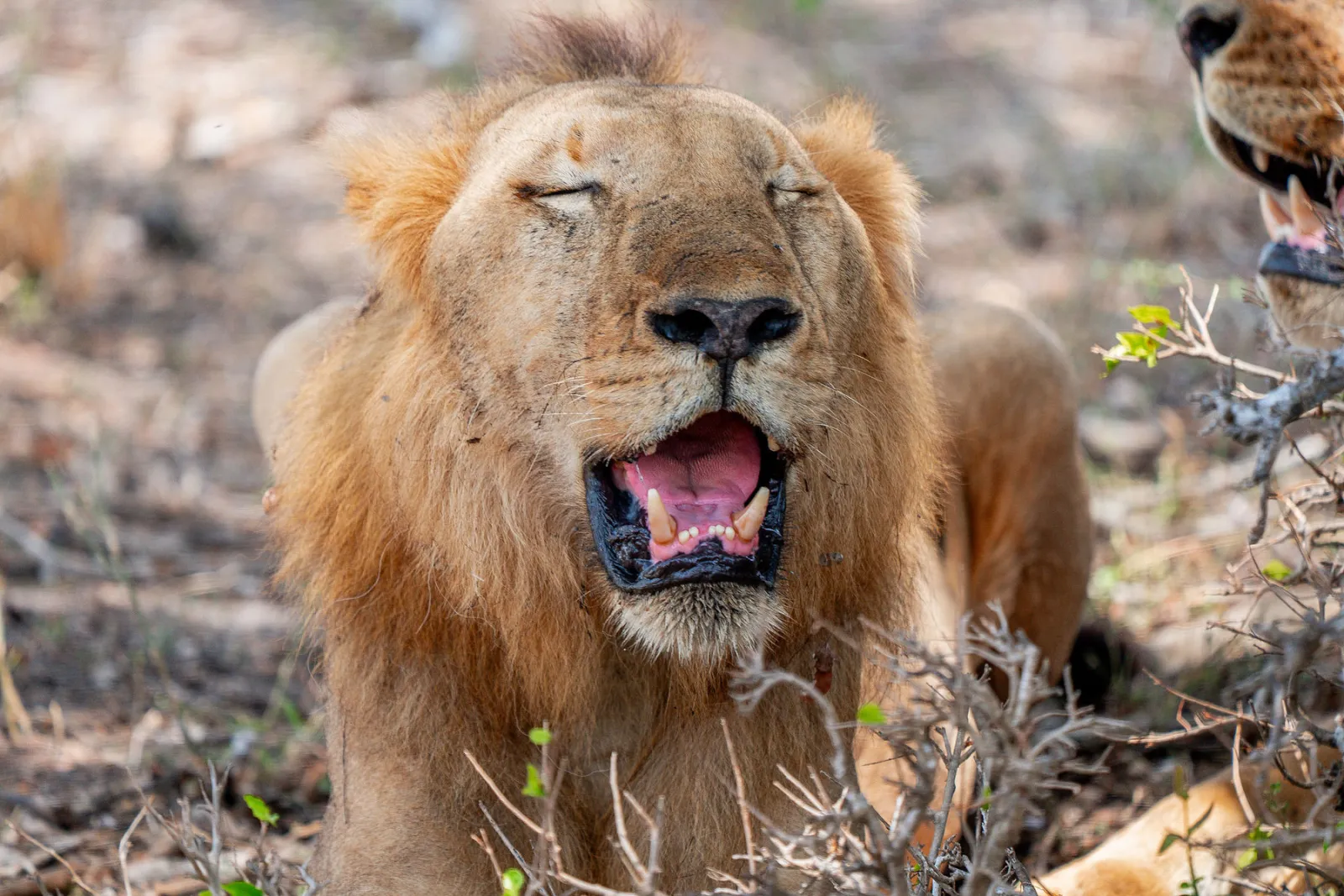 A male lion lets out a big yawn while resting in the shade. Photo by Ahmed Rawahy.
