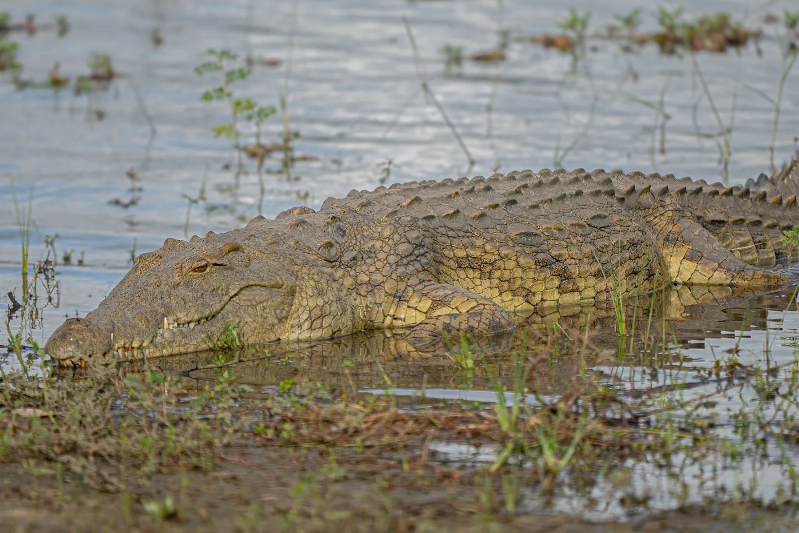 A Nile crocodile lying nearly motionless at the water’s edge. Photo by Ahmed Rawahy.