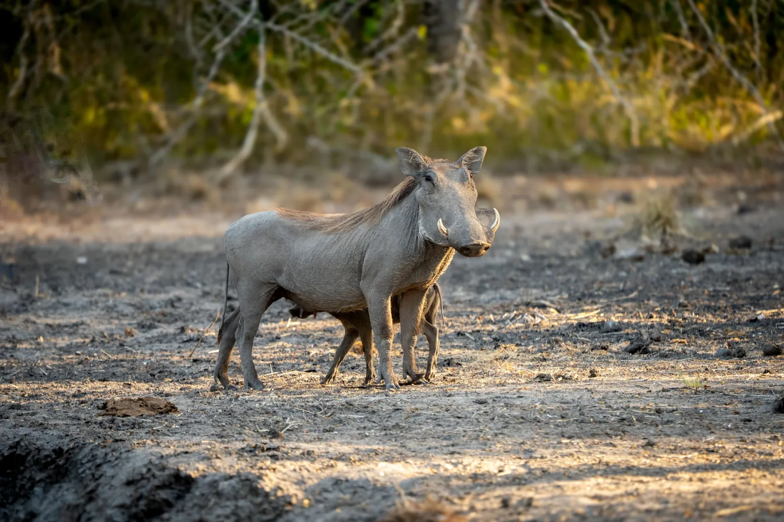 A mother warthog with her piglet tucked underneath her, the very first animal we saw. Photo by Ahmed Rawahy.