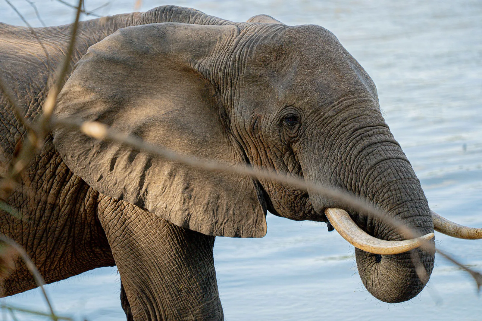 A close view of an African elephant beside the water. Photo by Ahmed Rawahy.