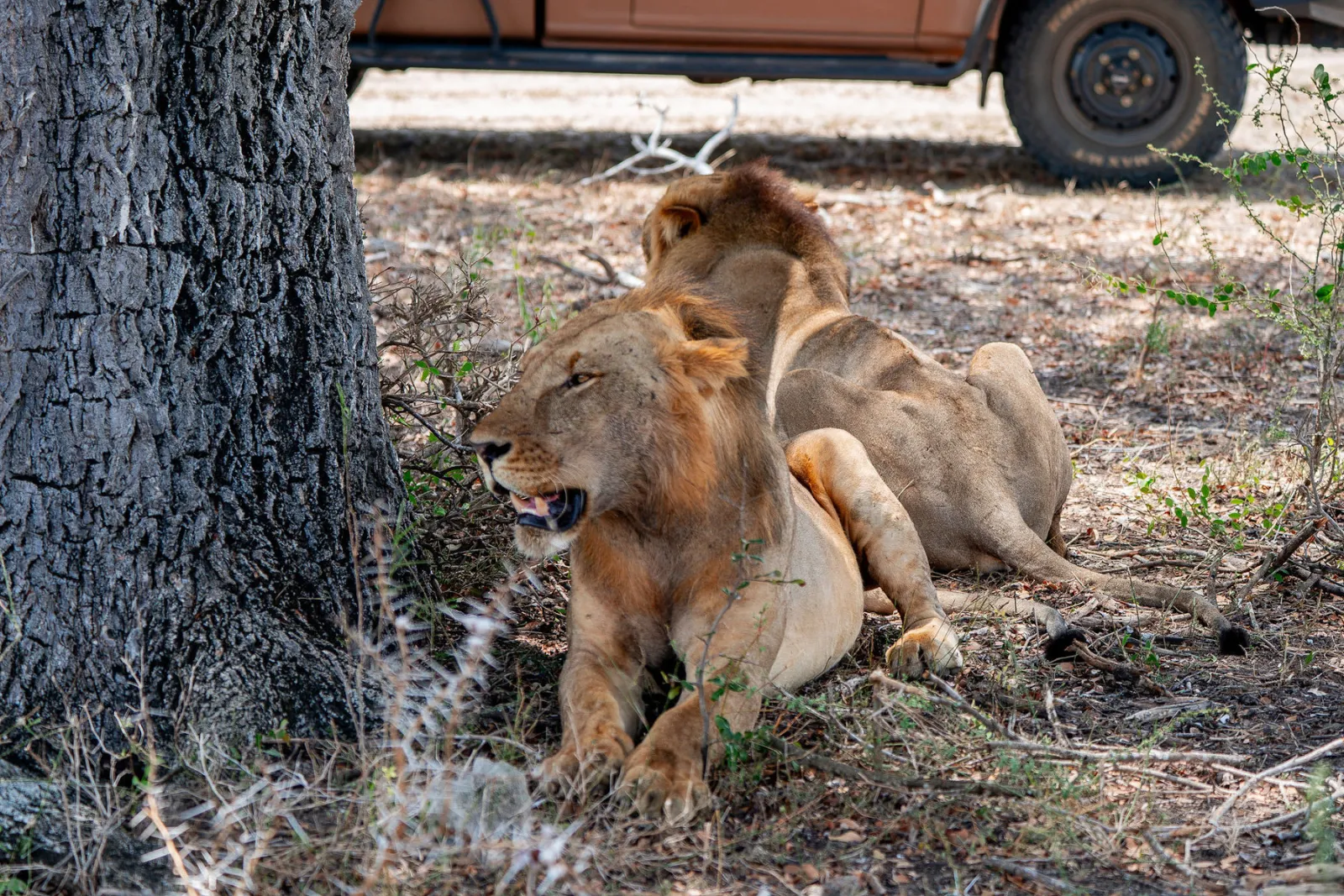 Our open safari jeep pulled up near two lions resting in the shade. Photo by Ahmed Rawahy.