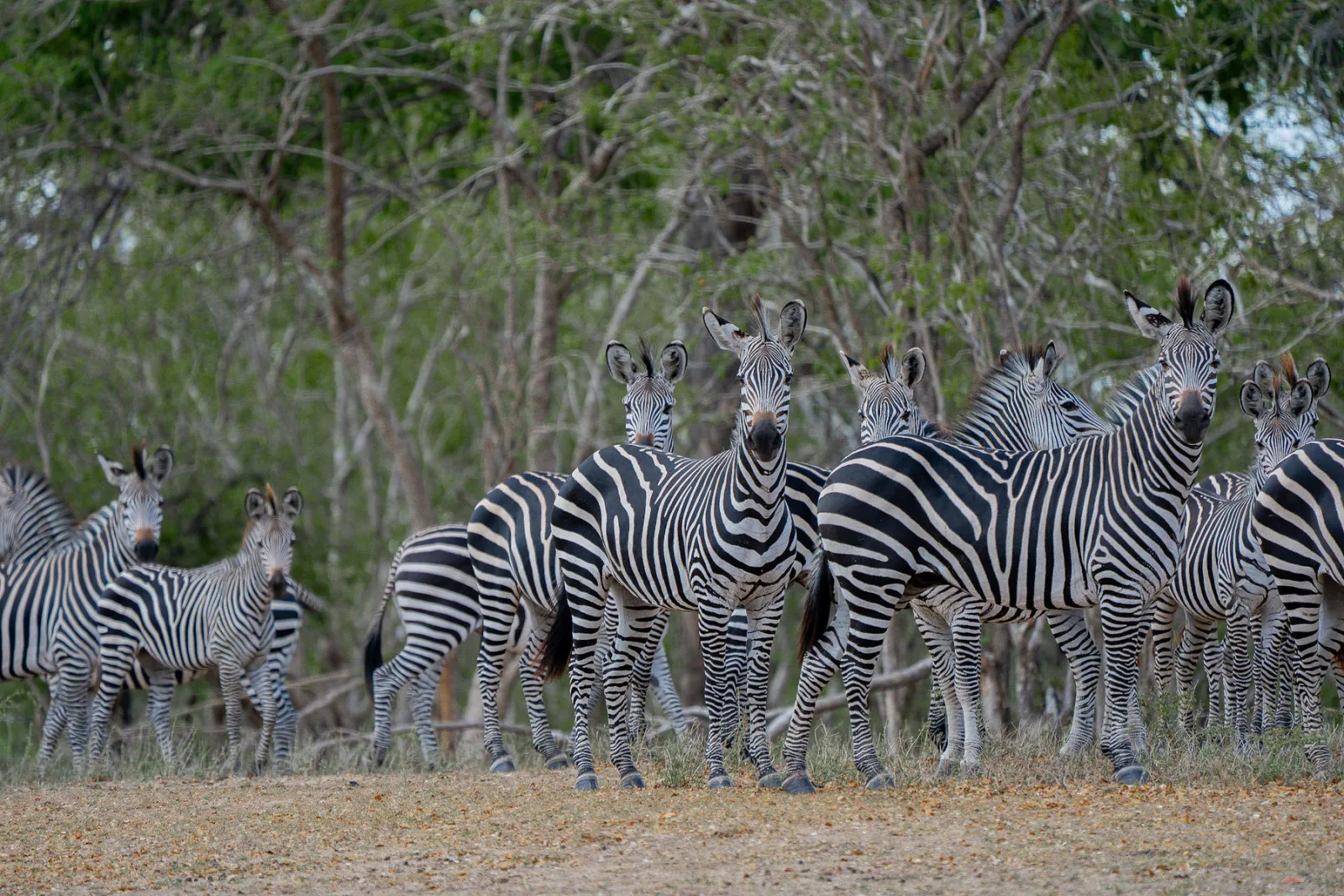A group of plains zebras pauses to look our way. Photo by Ahmed Rawahy.