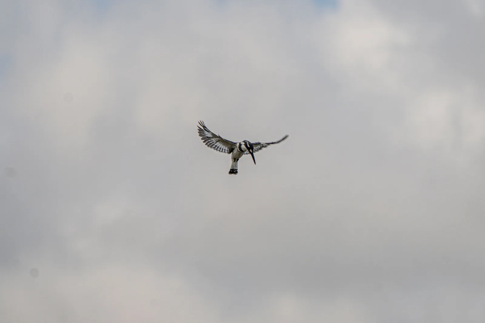 A pied kingfisher hovering in midair, on the lookout for fish. Photo by Ahmed Rawahy.