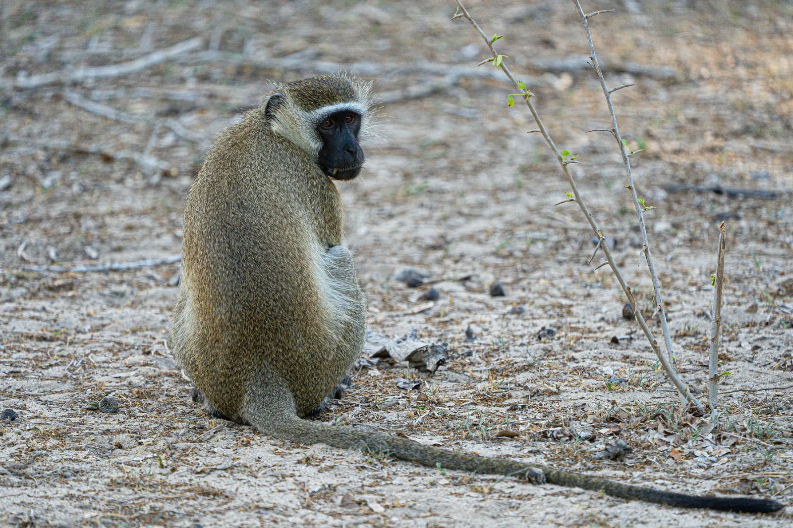 A vervet monkey sits on the woodland floor. Photo by Ahmed Rawahy.