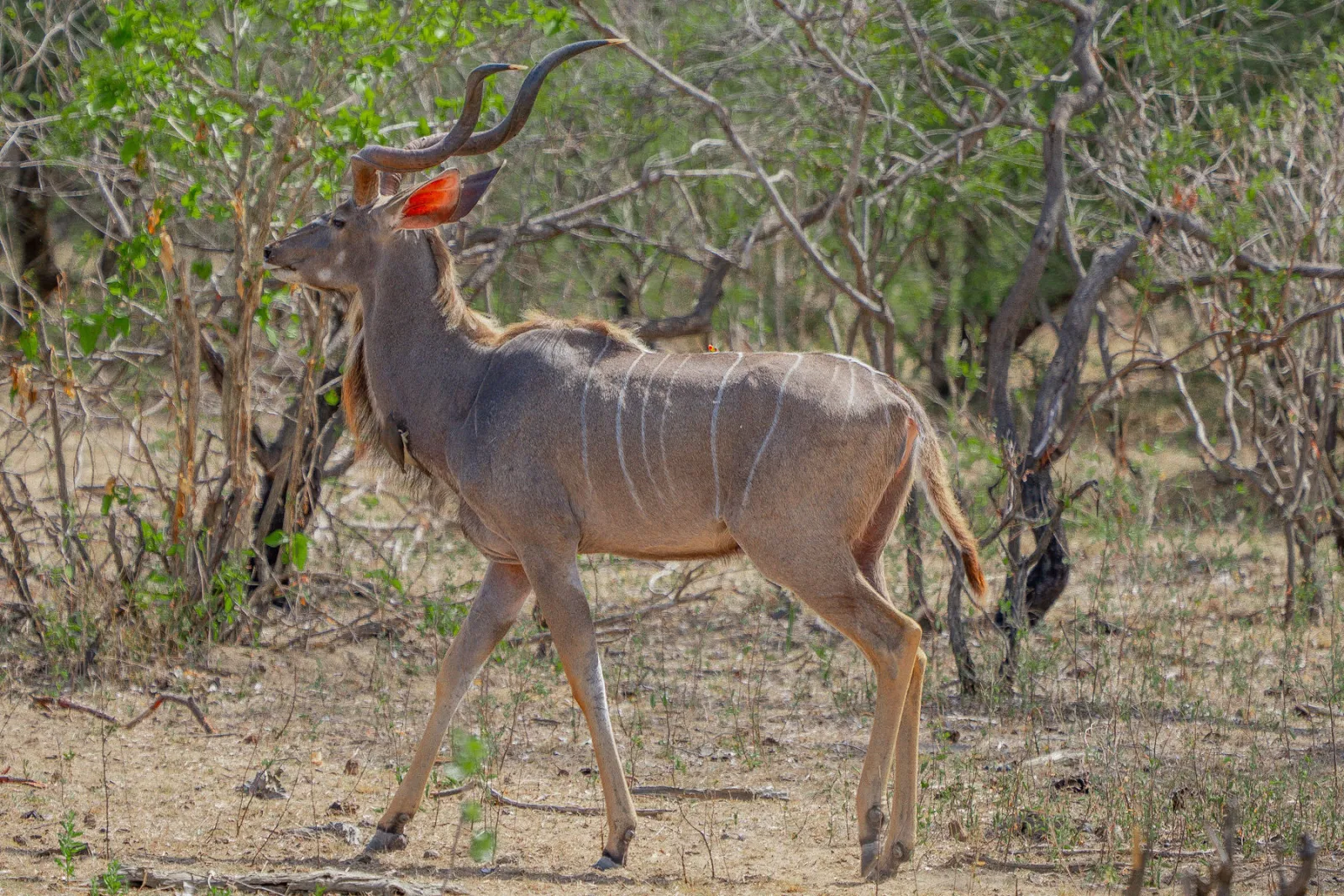 A male greater kudu with his striking spiral horns. Photo by Ahmed Rawahy.