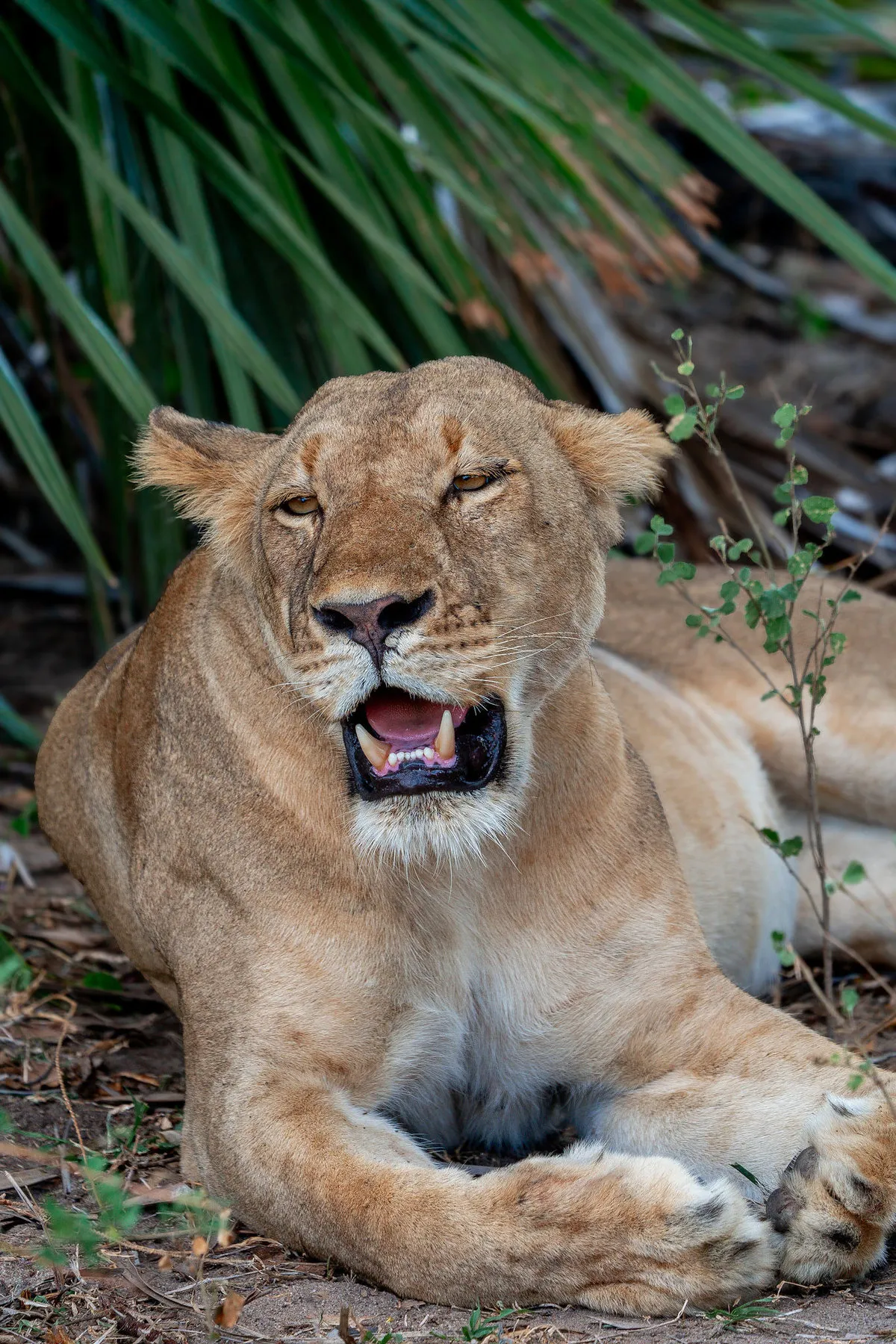 A lioness resting in the shade during our game drive. Photo by Ahmed Rawahy.