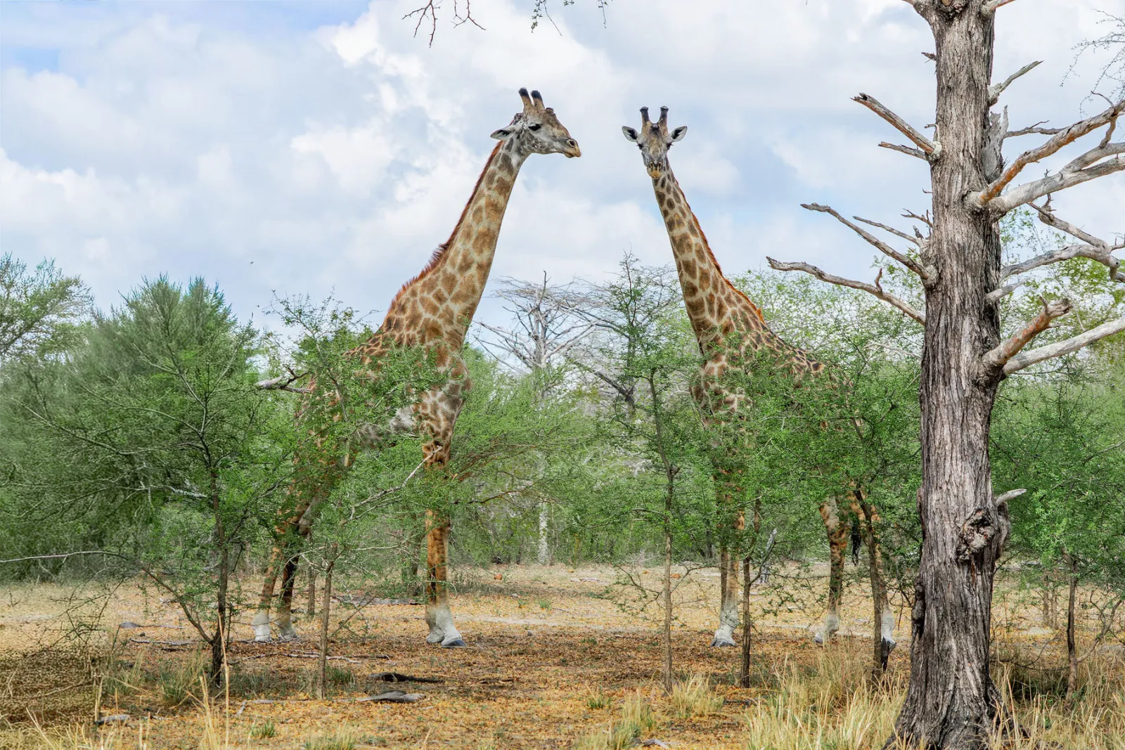 Two Masai giraffes standing among the shrubs. Photo by Ahmed Rawahy.