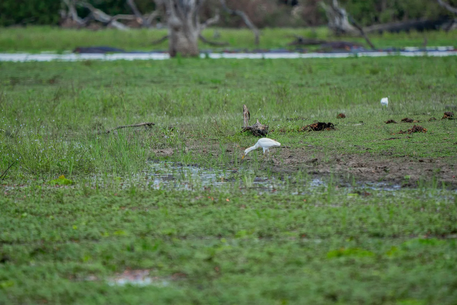 A cattle egret walking through the green wetland. Photo by Ahmed Rawahy.