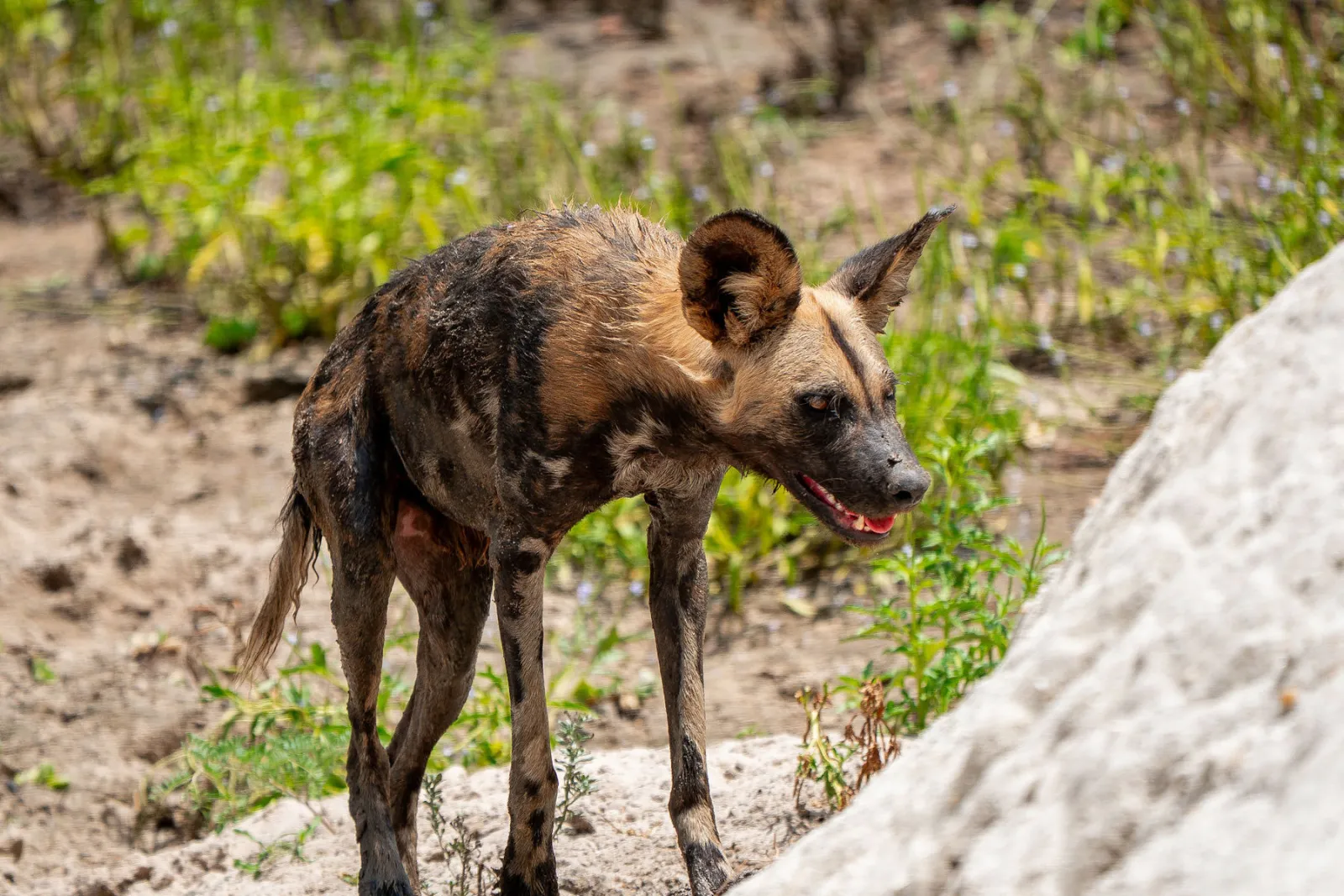 An endangered African wild dog up on its feet near the resting pack. Photo by Ahmed Rawahy.