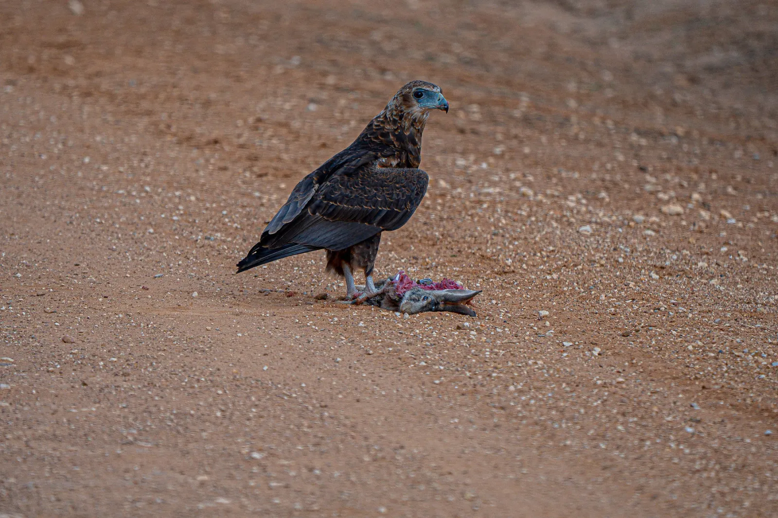 A juvenile bateleur eagle with an animal carcass. Photo by Ahmed Rawahy.