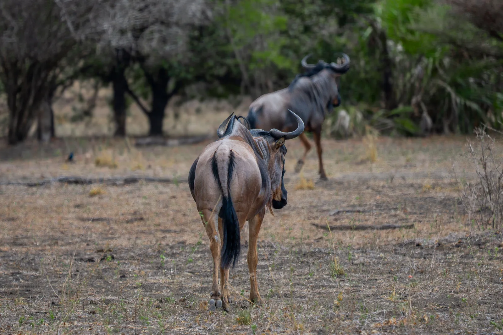 Two wildebeest heading off through open woodland. Photo by Ahmed Rawahy.