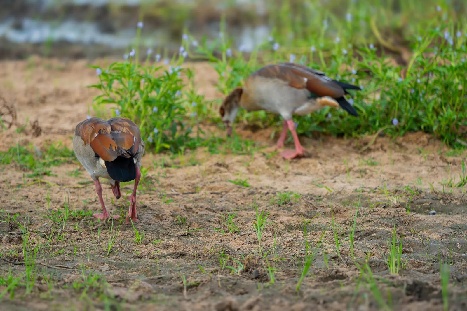 Egyptian geese foraging along the water’s edge. Photo by Ahmed Rawahy.