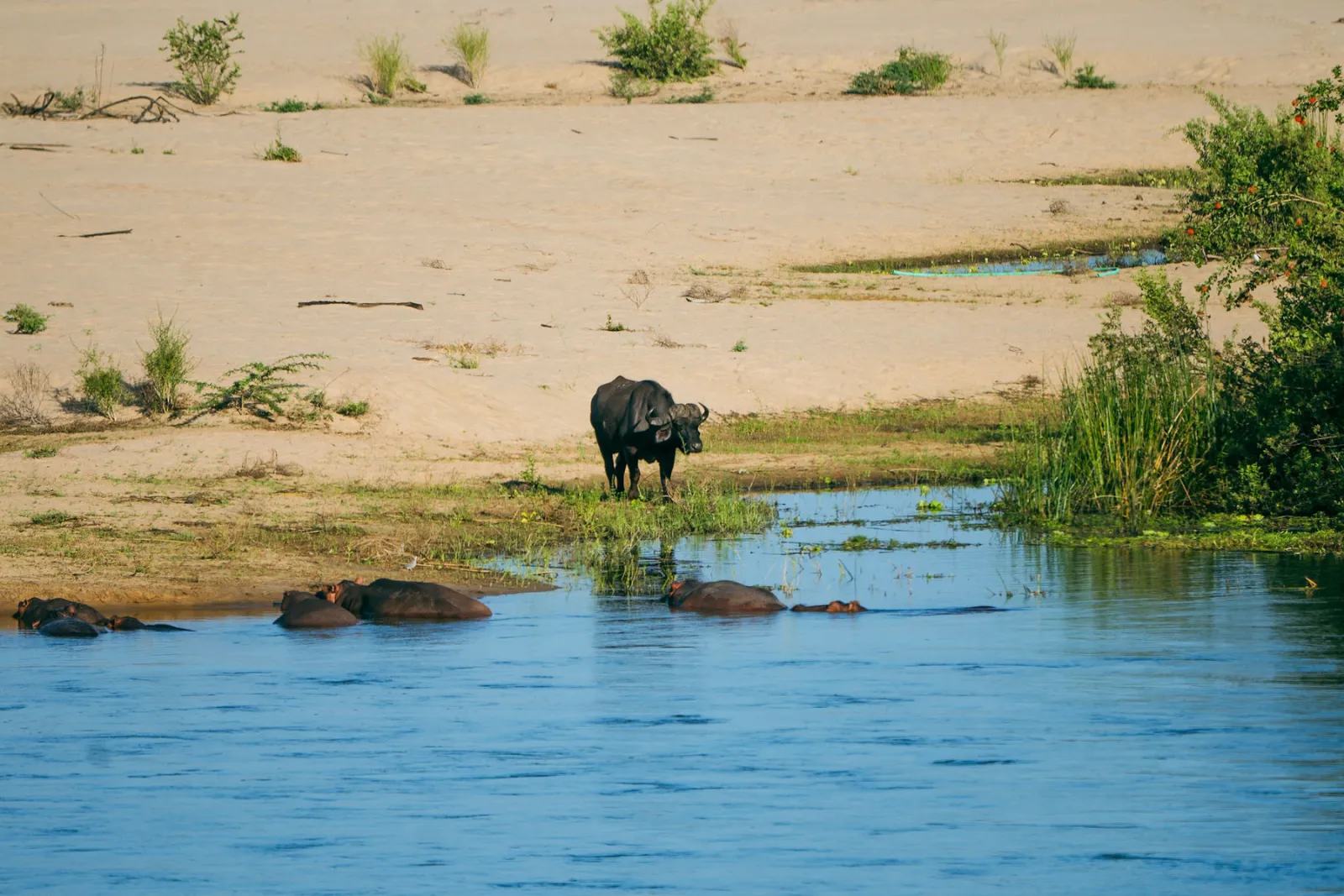 A Cape buffalo on the sandy riverbank while a group of hippos rests in the water. Photo by Ahmed Rawahy.