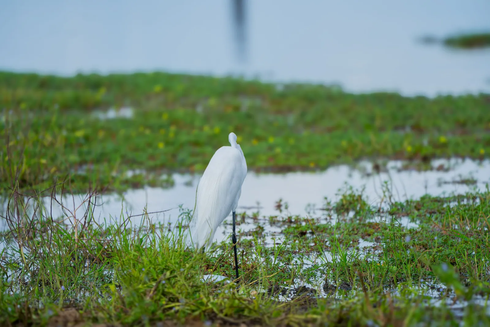 A great egret wading in a shallow marsh. Photo by Ahmed Rawahy.