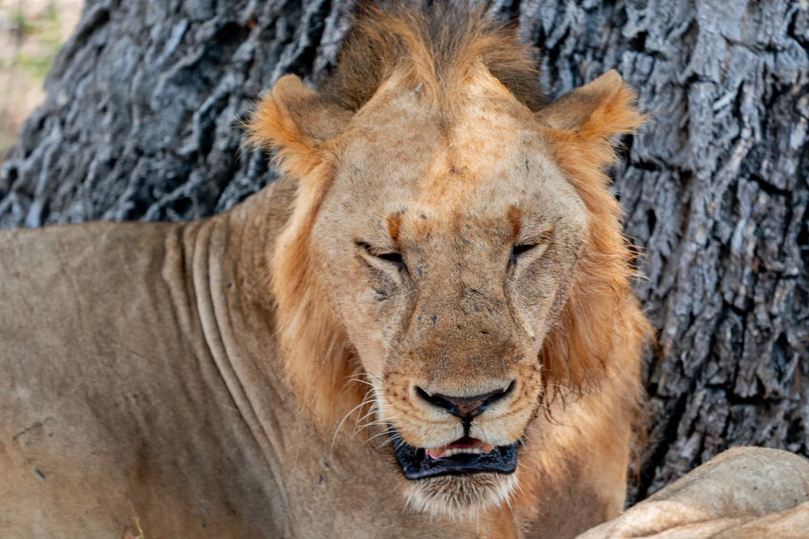 A resting male lion photographed at close range. Photo by Ahmed Rawahy.