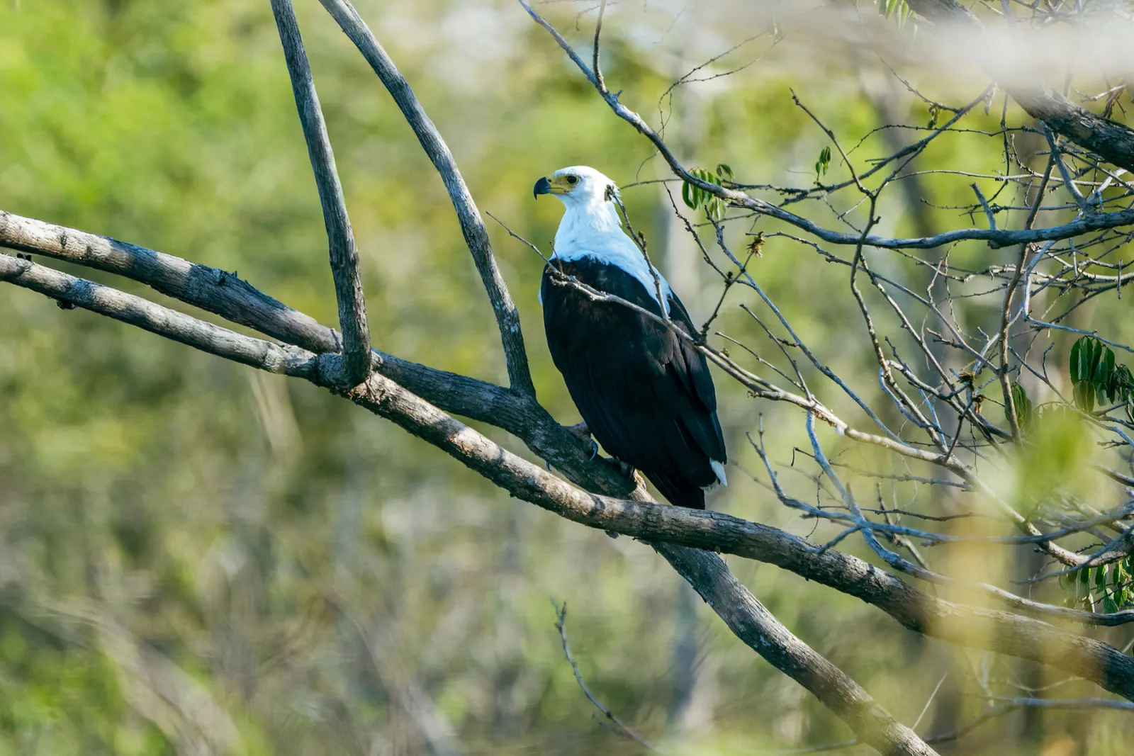 An African fish eagle watches from a branch. Photo by Ahmed Rawahy.