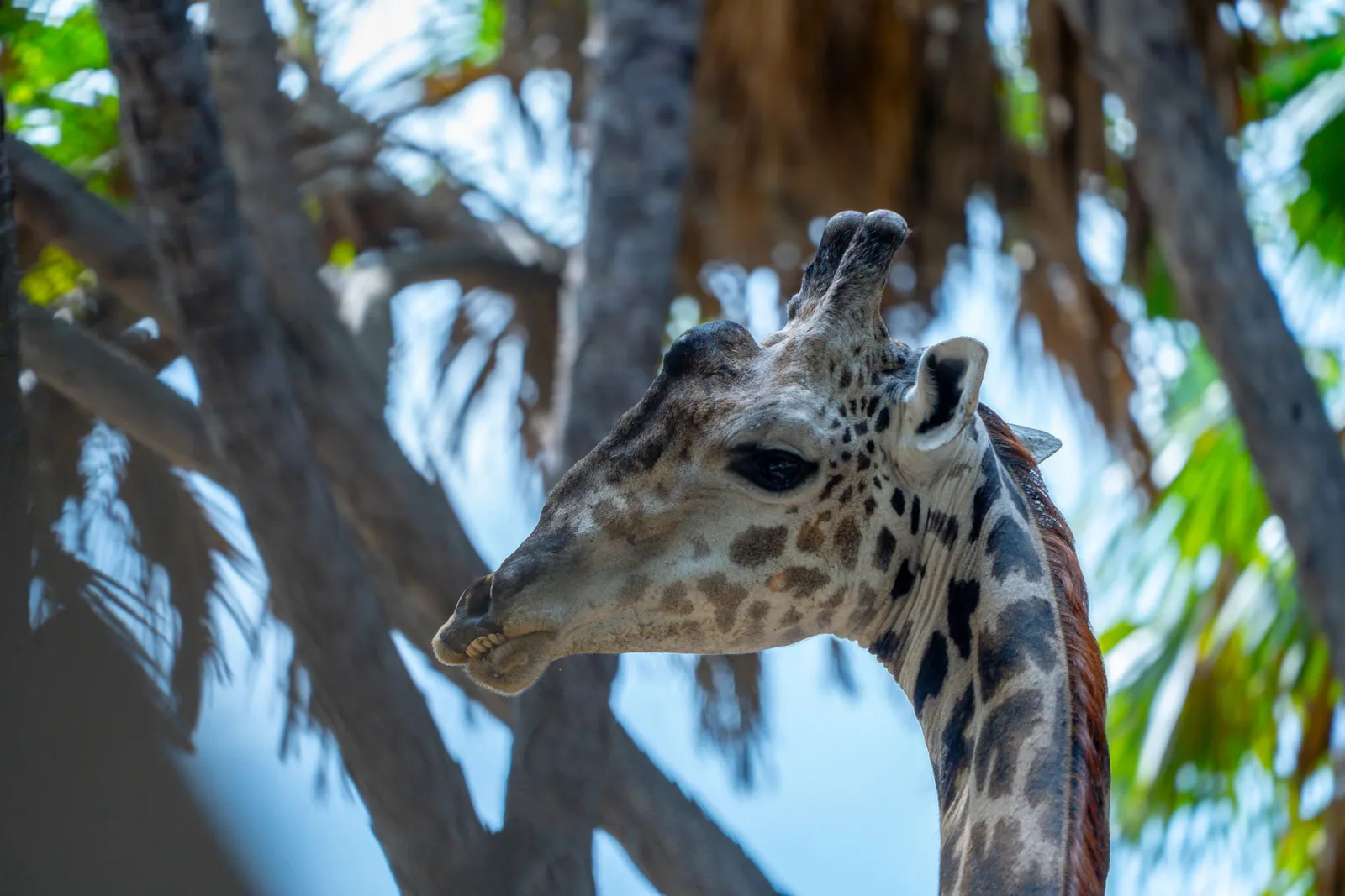 A close-up of a Masai giraffe among the palms. Photo by Ahmed Rawahy.