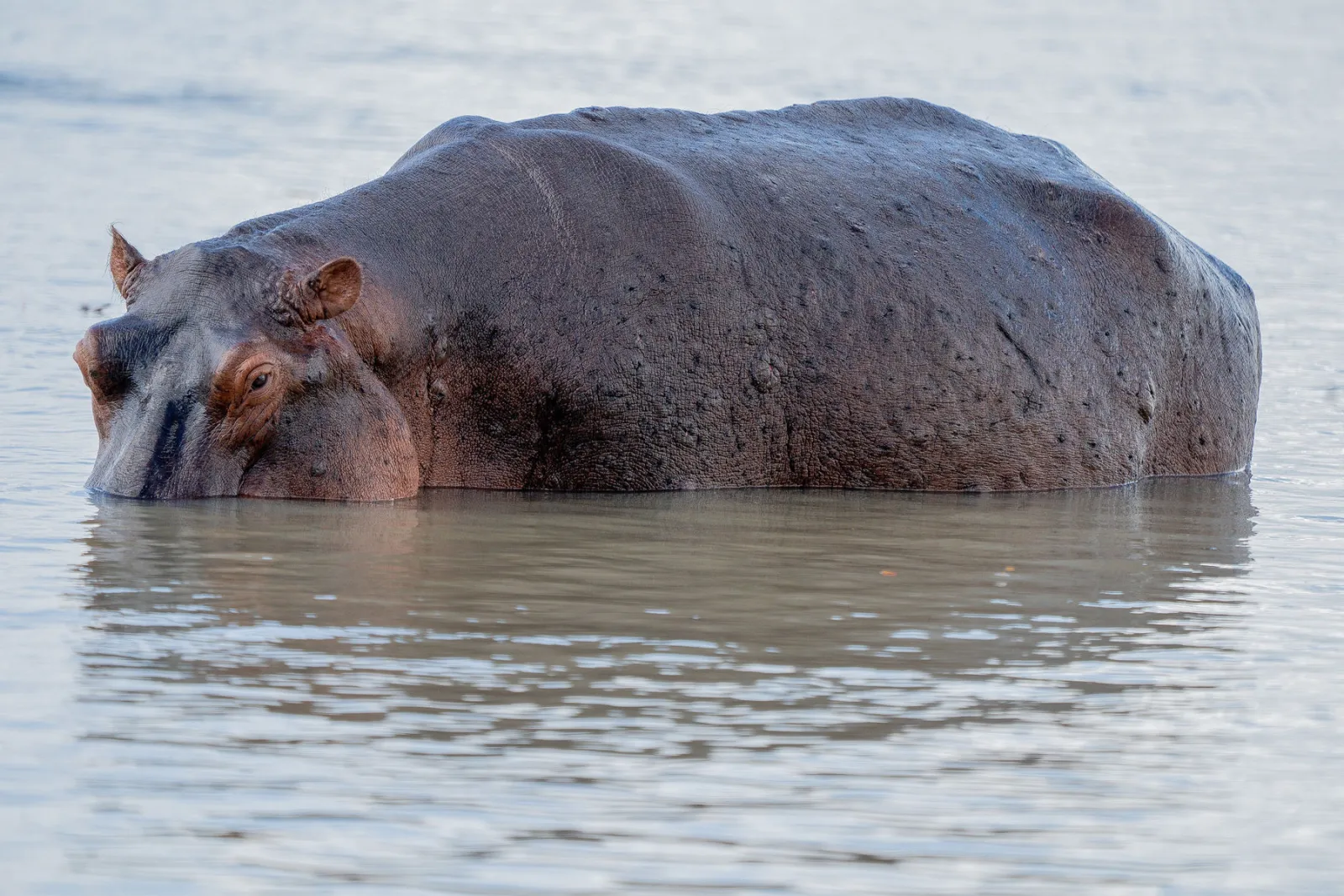 A hippo standing in the shallows, with its huge back well above the water. Photo by Ahmed Rawahy.