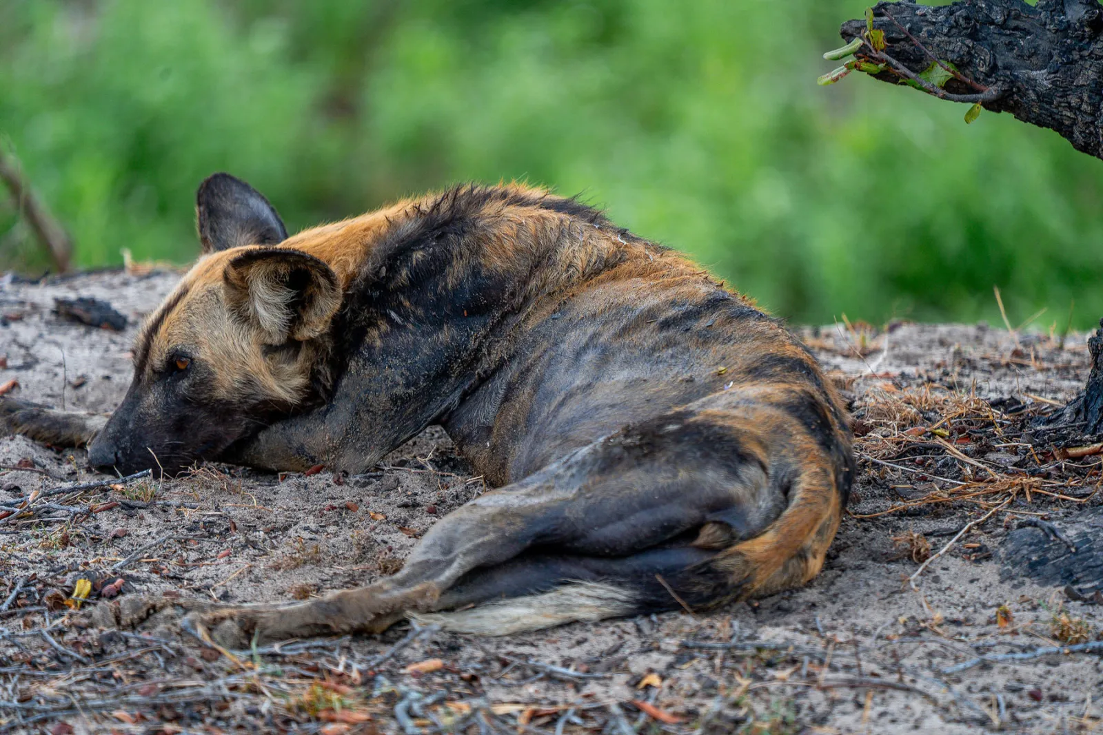 An African wild dog curled up for a nap during the heat of the day. Photo by Ahmed Rawahy.