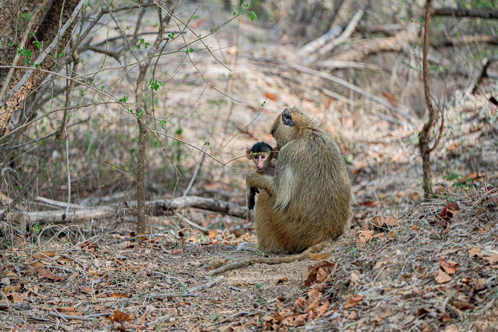 A yellow baboon holds her baby close. Photo by Ahmed Rawahy.
