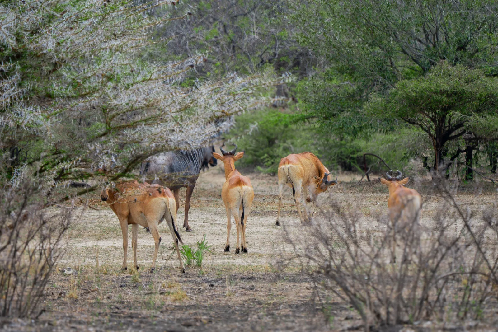 Lichtenstein’s hartebeest sharing the bush with a wildebeest. Photo by Ahmed Rawahy.