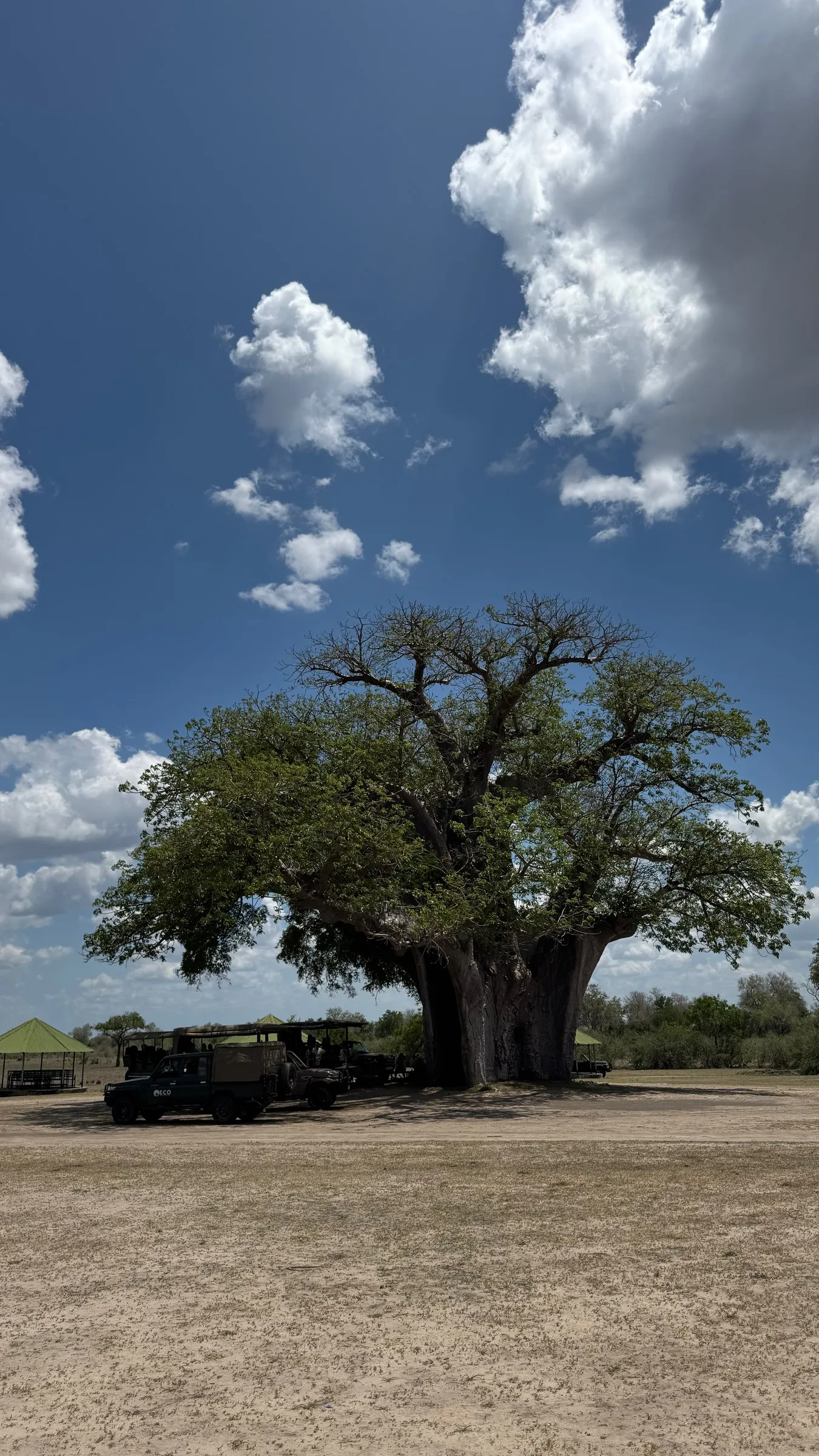 The giant baobab that shaded our picnic lunch, with the safari jeeps parked underneath.