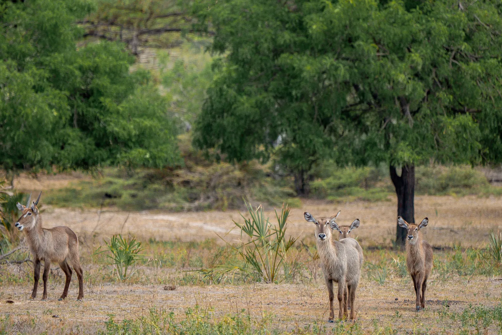Waterbuck standing among the grasses and trees. Photo by Ahmed Rawahy.