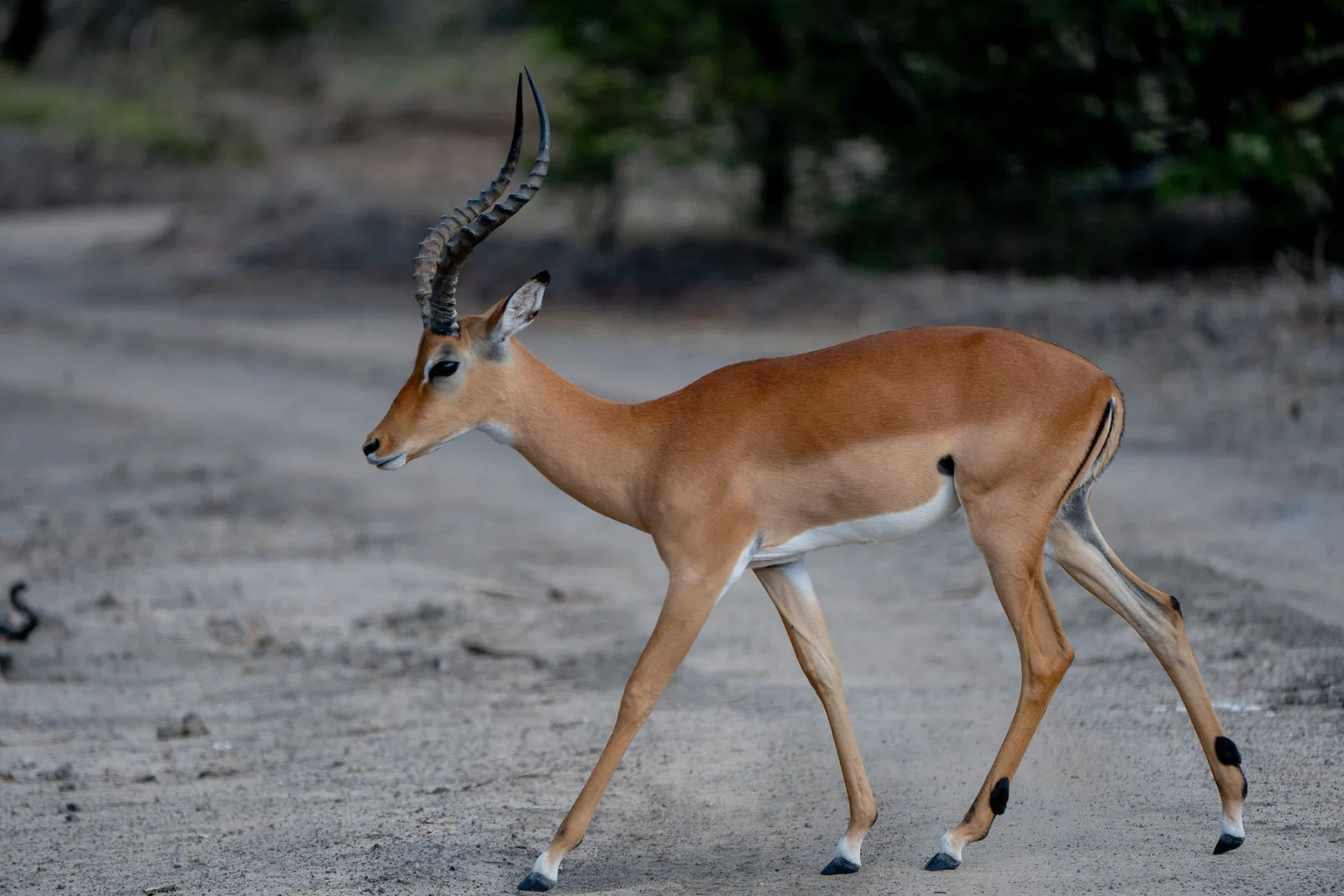 A male impala crossing a dry track. Photo by Ahmed Rawahy.