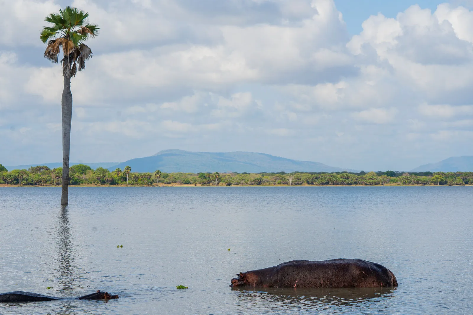 Hippos resting in a lake framed by Nyerere’s beautiful landscape. Photo by Ahmed Rawahy.