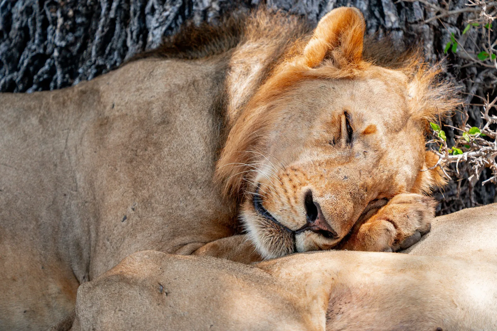 One of the male lions resting with his head on his paws. Photo by Ahmed Rawahy.