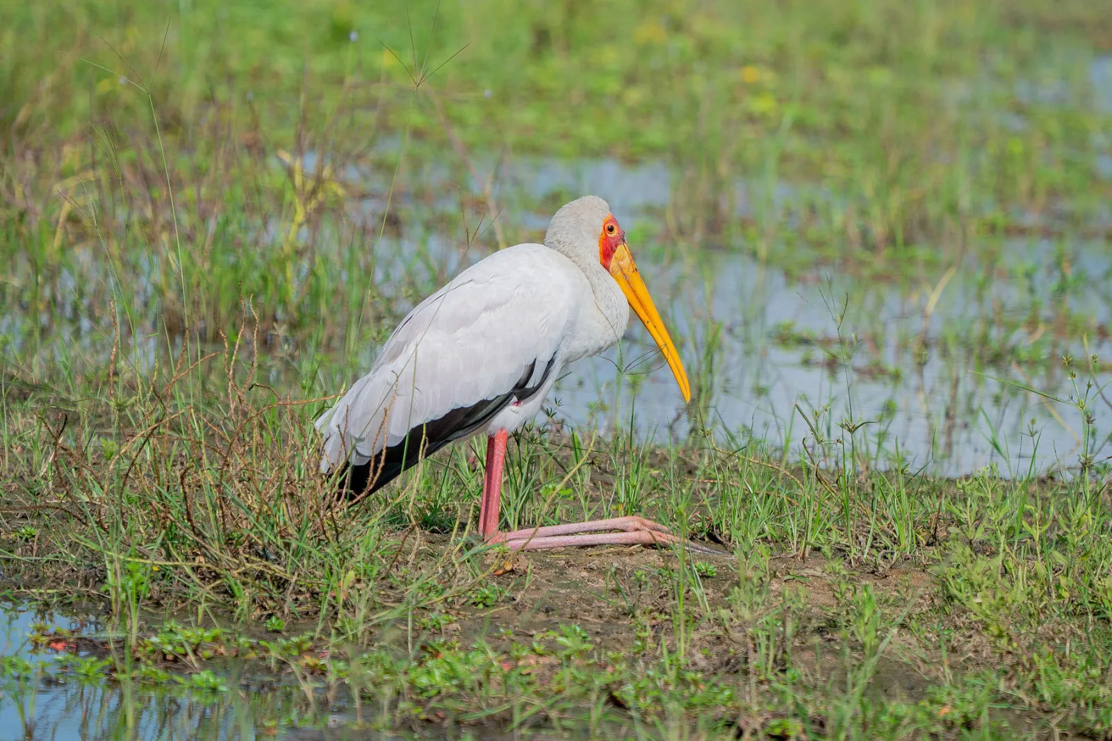 A yellow-billed stork standing in the wetland grass. Photo by Ahmed Rawahy.