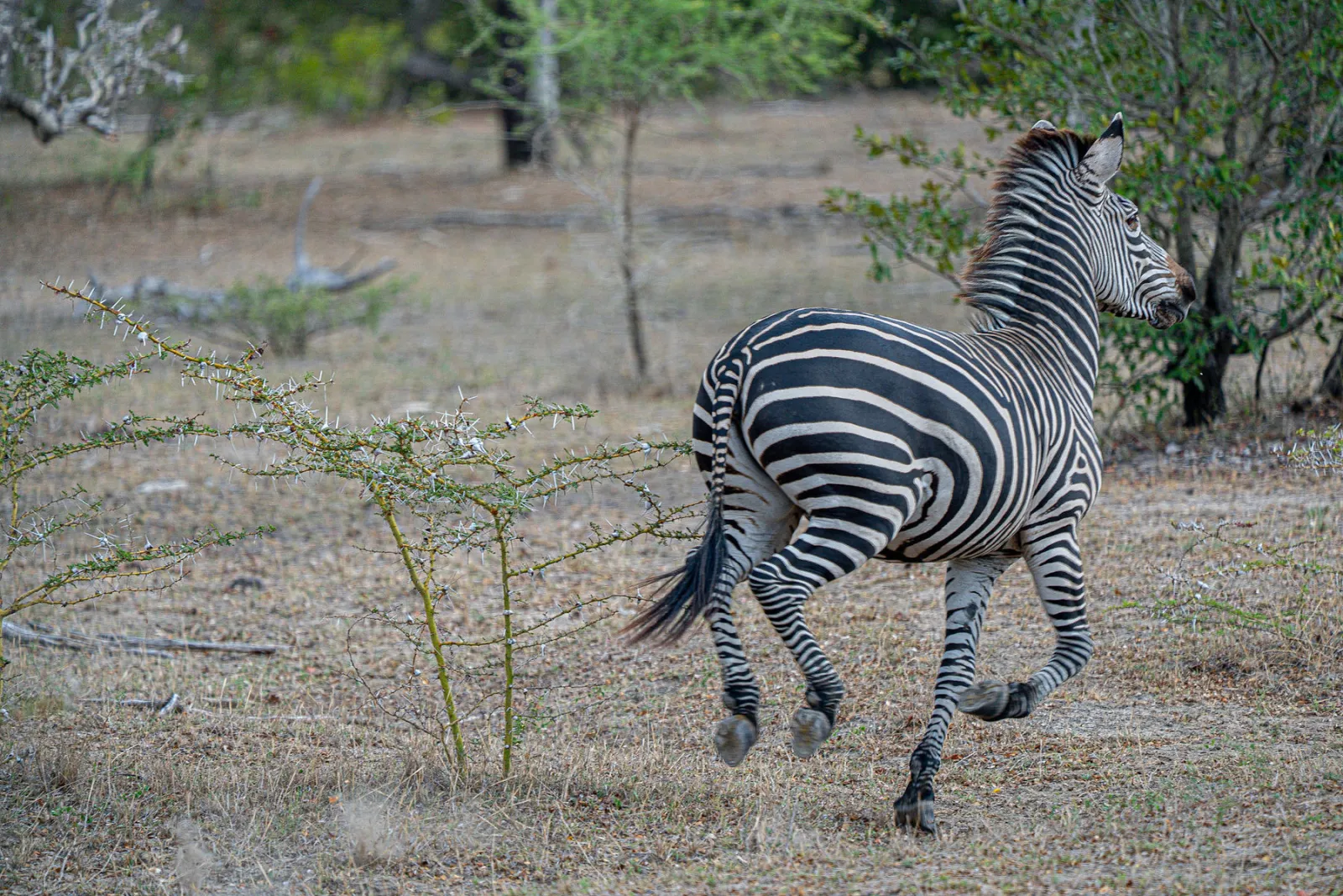 A zebra trots off into the bush. Photo by Ahmed Rawahy.