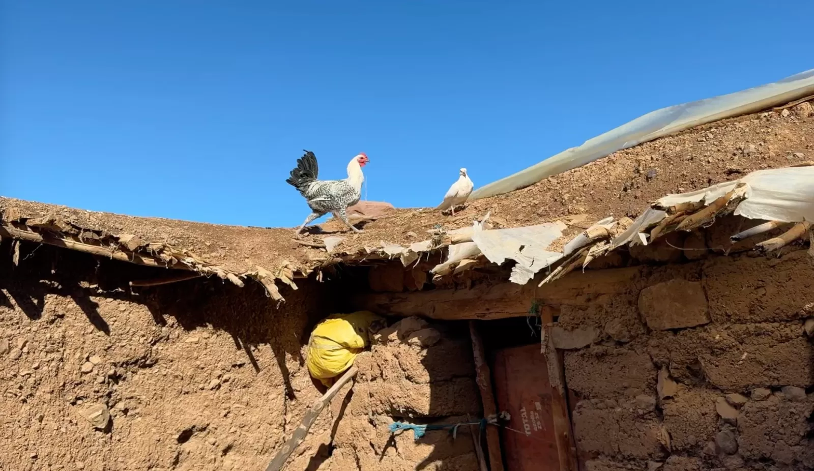 Random but... Chicken on a roof!