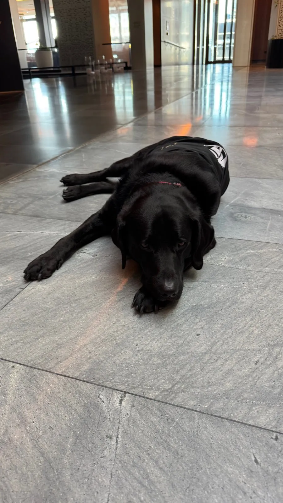 Beau, the best Ambassadog, on lobby duty